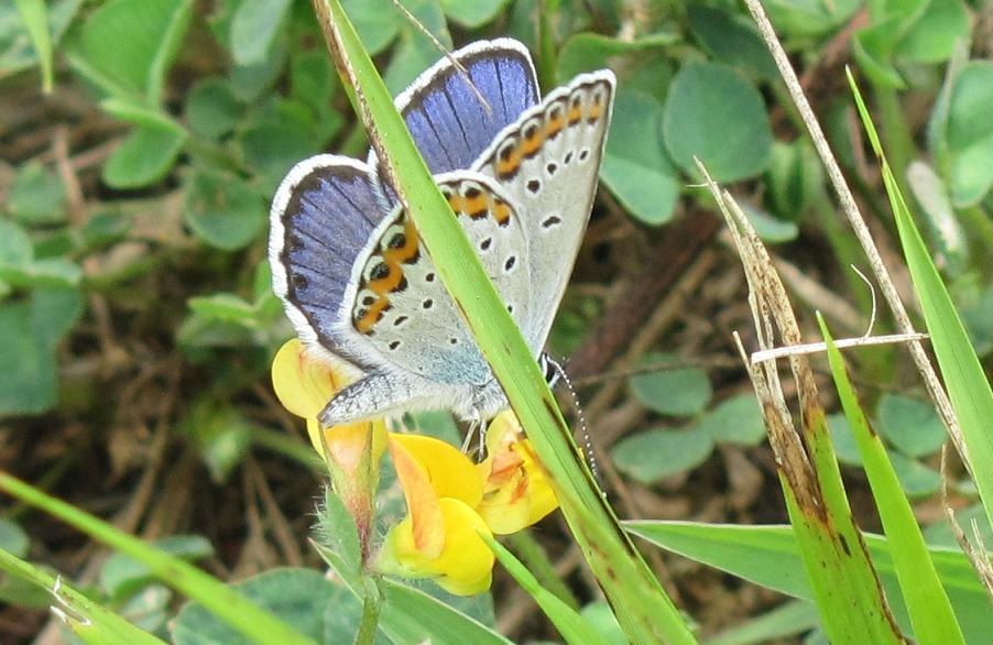 Plebejus argus?